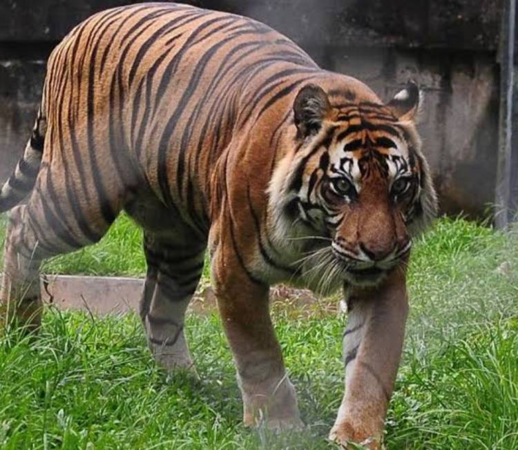 Harimau Serang Karyawan PT Arara Abadi di Teluk Meranti