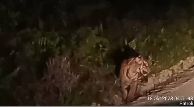 Viral Video Seekor Harimau Muncul di KM 14, BKSDA Riau Minta Masyarakat Waspada