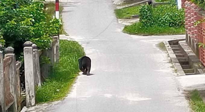 Beruang Berkeliaran di Pemukiman Warga di Duri