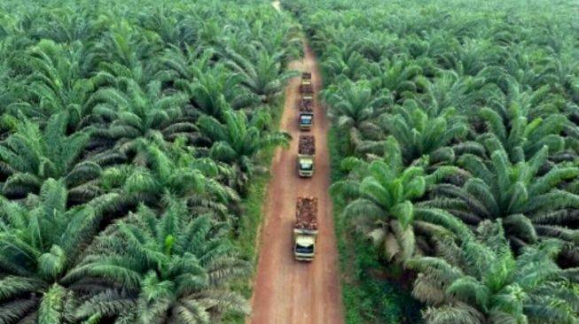 80 Perusahaan di Riau Terindikasi Lakukan Aktivitas Ilegal di Kawasan Hutan