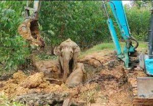 Masyarakat Peduli Gajah Lubuk Umbut Selamatkan Anak Gajah