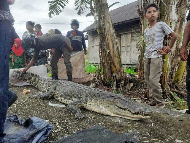 Warga Bangko Tangkap Buaya Muara, Resahkan Masyarakat