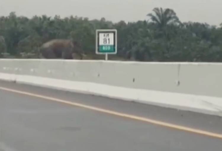 Waspada!!! Ada Gajah di KM 81 Tol Pekanbaru-Dumai