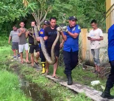 Viral!!! Ular Piton Dievakuasi Tim Damkar Meranti Usai Memangsa Seekor Kambing Warga