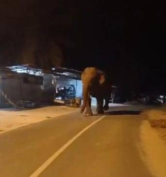 Gajah Liar Berkeluyuran di Jalanan Pemukiman Warga Kota Duri