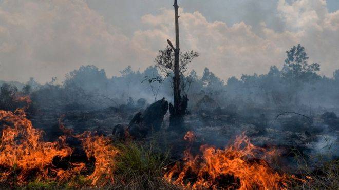 13 Orang Ditetapkan Sebagai Tersangka Karhutla di Riau