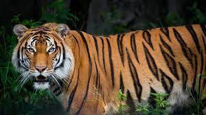 Harimau Makan Ternak Warga di Desa Lubuk Raja Pelalawan