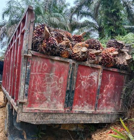 Alamak!!! Curi Buah Sawit, Caleg di Riau Dilaporkan ke Polisi